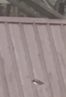 IMG_1044.jpg IMG_1044.jpg